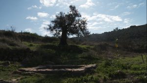 Olive tree at Nabi Saleh spring.