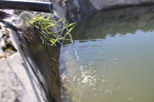 Nabi Saleh spring, trickling water